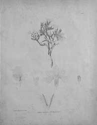 Arctic flora c